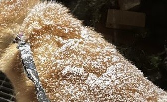 「美味しそ...」「甘そうですね！」　秋田犬の〝食べたい背中〟に4万人のお腹ぺこぺこ