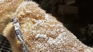 「美味しそ...」「甘そうですね！」　秋田犬の〝食べたい背中〟に4万人のお腹ぺこぺこ