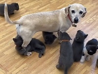 赤ちゃんはもれなく愛する。母猫が連れて来た6匹の子猫のお世話を率先して行う聖母犬