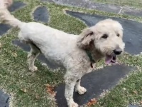 三本足の愛犬「あそこに小さな子がいる！」と、川に飛び込んでカワウソの赤ちゃんを救出する