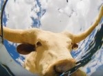カメラ付きバケツが捉えた動物の“飲み顔”にほっこり！