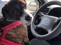 元飼い主から銃で撃たれた犬が、人間を信じることをやめず、人を救う介助犬になるまでの物語（アメリカ）
