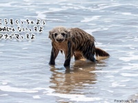 謎生物？いいえ違います、水遊びをしているアナグマの珍しい光景がとらえられる