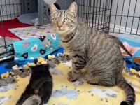 「もうどこにも行かせない！」ハロウィンの夜に生き別れた母猫と子猫ズ、無事に再会を果たす