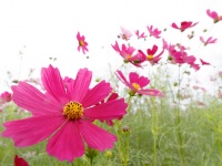 コスモスは印西市の「市の花」であるとか（t.kunikuniさん撮影, flickrより）