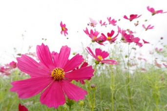 コスモスは印西市の「市の花」であるとか（t.kunikuniさん撮影, flickrより）