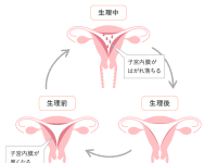 生理の量が多い気がする……。原因と対策とは