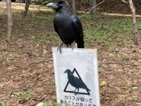 襲いますが、何か？　「カラスが襲って来ることがあります」の看板の上でふてぶてしすぎるカラスが目撃される