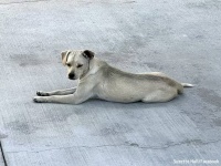 飼い主が緊急搬送された病院で、帰らぬ主人を待ち続けた犬。10日後に保護される