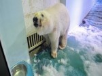 商業施設で見せ物になっているシロクマの表情が切なすぎる…