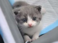 代理母猫による自然分娩で誕生。世界的に珍しいクローン猫が誕生（中国）