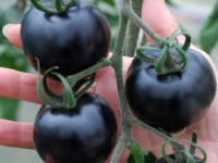 ブラックなのに体に良い。日本でも育てられる黒いトマト「インディゴ・ローズ」