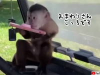 おまわりさん、こっちです！動物園から緊急通報したのはサルだった