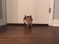 ぴったりだったもんだから...猫用ドアを顔でふさぐ犬とそこを通ろうとする猫