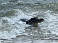 海にワニ？浜辺の波打ち際にワニが出現、レアキャラの登場に目撃者びっくり