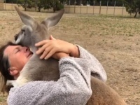 人間を抱きしめるのが大好きなカンガルー、覆いかぶさってハグハグ