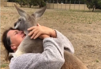 人間を抱きしめるのが大好きなカンガルー、覆いかぶさってハグハグ