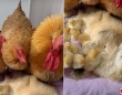 「うちの子たちに何してんの！」ヒヨコを抱っこして爆睡中の猫、親鶏たちに怒られてもお昼寝を継続する（音量注意）