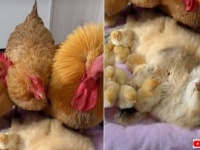 「うちの子たちに何してんの！」ヒヨコを抱っこして爆睡中の猫、親鶏たちに怒られてもお昼寝を継続する（音量注意）