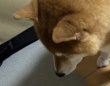 「そんなキミが大好きさ！」　〝食べ方がヘタすぎる柴犬〟に4.5万人もん絶...散らかしてしまう「条件」とは