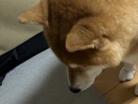 「そんなキミが大好きさ！」　〝食べ方がヘタすぎる柴犬〟に4.5万人もん絶...散らかしてしまう「条件」とは