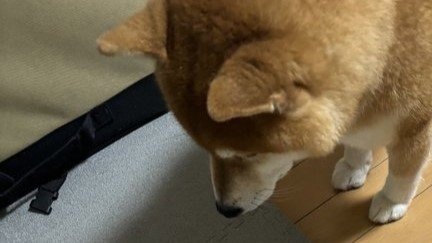 「そんなキミが大好きさ！」　〝食べ方がヘタすぎる柴犬〟に4.5万人もん絶...散らかしてしまう「条件」とは