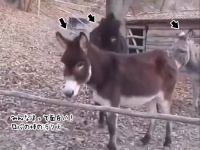 あなたはどのタイプ？4頭のロバの棒の渡り方