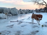 雪と氷にテンション上がったビーグル犬「ボールは友だち！」とばかりに駆け回る