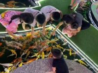 こんどは鯉！ベトナムで人気の鯉カフェ