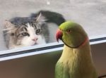 「いないいないばあ」で猫にアピールするオウム。