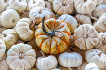 かぼちゃの「栄養を逃さない食べ方」