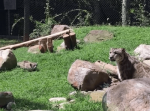お母さんにドッキリを仕掛けるユキヒョウの赤ちゃん。その反応が最高すぎる！