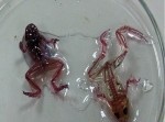 【おそロシア】これってヤバいんじゃ…？　透明なカエルが発見される