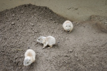 プレーリードッグの子ども（Jellalunaさん撮影、Flickrより）