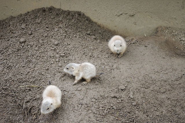プレーリードッグの子ども（Jellalunaさん撮影、Flickrより）