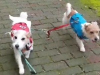 ジャックラッセルテリアのアリさん、飼い主が放したリードをくわえて同居犬をとともにもどってくる