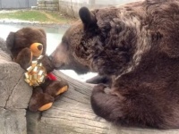 孤児のクマにぬいぐるみのクマを与えたところ心温まる反応が
