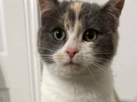 妊娠中の子猫が虐待されていた。見ていられずに保護したスレ主、海外掲示板であたたかく迎えられる