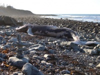 マリアナ諸島におけるクジラの座礁の半数は、軍のソナーテストの後で発生していたとする調査結果（米研究）