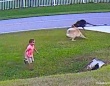 近所の犬に襲われそうになった少年を守ったのは飼い犬のジャーマンシェパードだった。瞬時に駆け付け身を挺して撃退