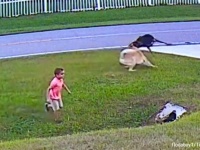 近所の犬に襲われそうになった少年を守ったのは飼い犬のジャーマンシェパードだった。瞬時に駆け付け身を挺して撃退
