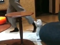 猫といっしょに踊ろうよ！ほら「いちにっ、いちにっ！」飼い主の動きに合わせるダンシング・キャット