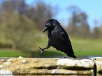 カラスは道具を使いこなすだけじゃない。道具を使うのを楽しんでいる（米研究）