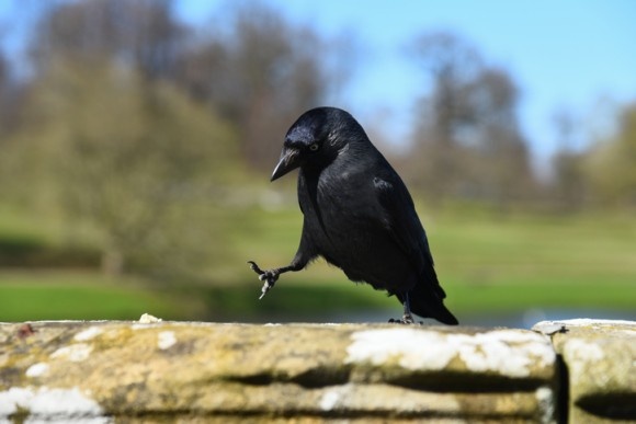 カラスは道具を使いこなすだけじゃない。道具を使うのを楽しんでいる（米研究）