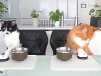 3匹の猫たちの「オヤツちょうだい！」ベルを鳴らすアレをジュンさんが猫たちに教えてみた