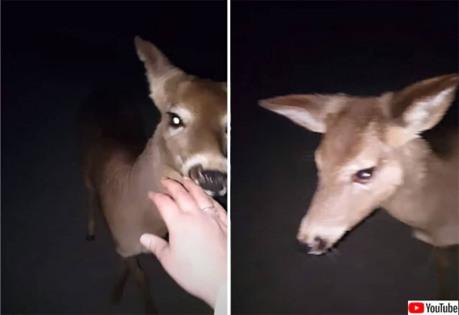 神の使いかな？車のトラブルで、夜道を1人で歩いていた女性に近づいてきた鹿、長い道のりをずっと寄り添い続ける