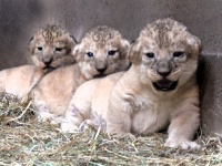 夏の思い出に！動物園＆水族館の“今年の赤ちゃん”に会いに行こう