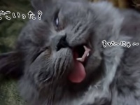 魂どこ行った？幽体離脱？猫の寝顔があまりにも無防備すぎた