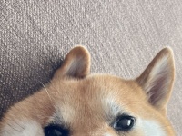 これは犬？それともウサギ？　不思議なお耳のモフモフさんに3.6万人の目が釘付け