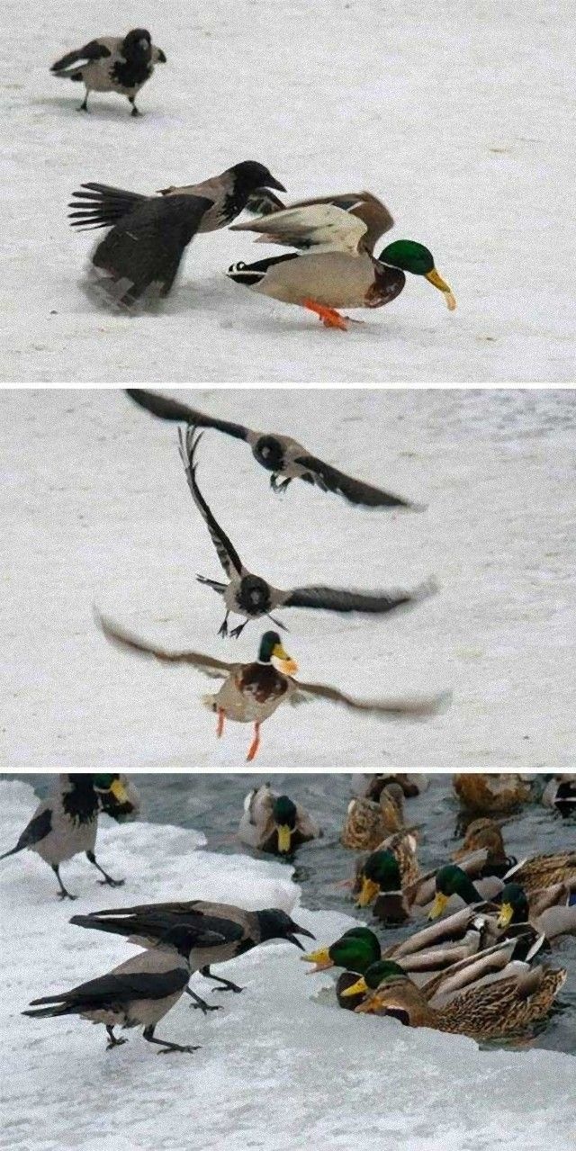 crowsnanimals10_e